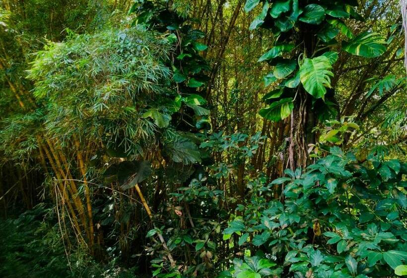 Номер Стандарт Вид на Сад, Wild Ginger