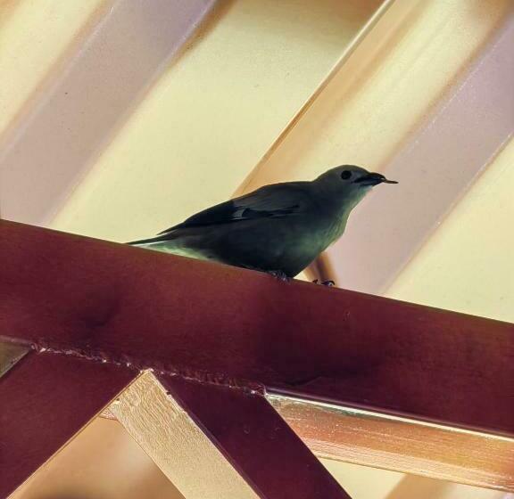 산 전망 스위트, Monteverde House