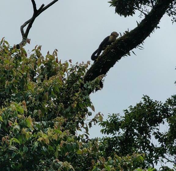 스탠다드 스튜디오 (전망), Monteverde House