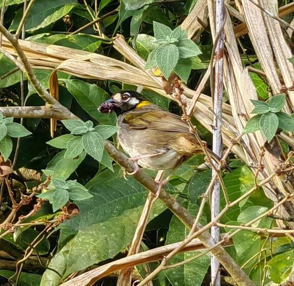 스탠다드 스튜디오 (전망), Monteverde House