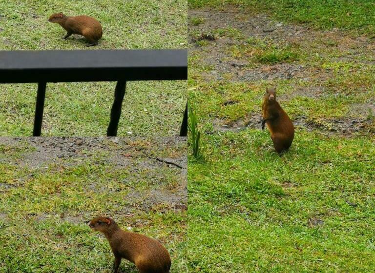 스탠다드 스튜디오 (전망), Monteverde House