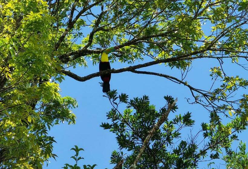 스탠다드 스튜디오 (전망), Monteverde House