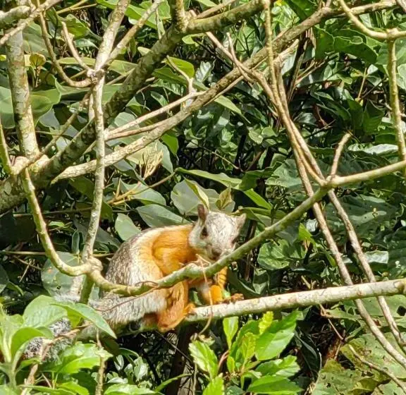 マウンテンビュースイート, Monteverde House