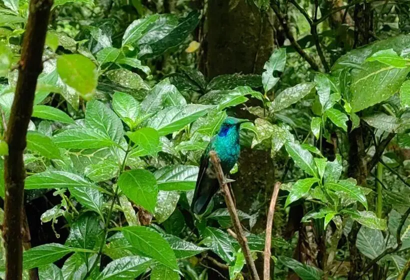 マウンテンビュースイート, Monteverde House