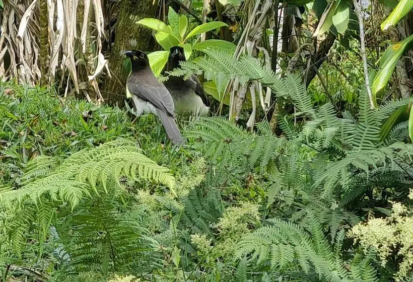 １ベッドルームハウス, Monteverde House