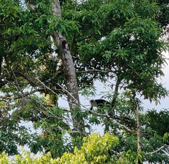 침실 1개 주택, Monteverde House