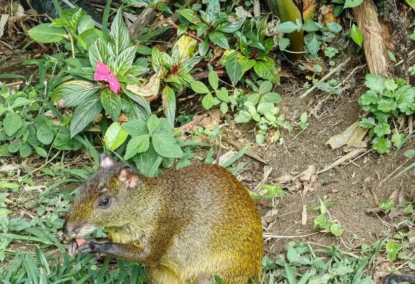 １ベッドルームハウス, Monteverde House