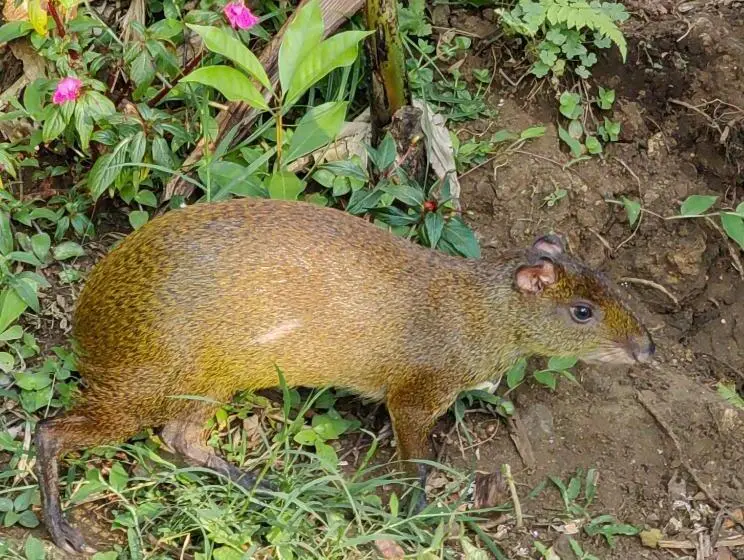 １ベッドルームハウス, Monteverde House