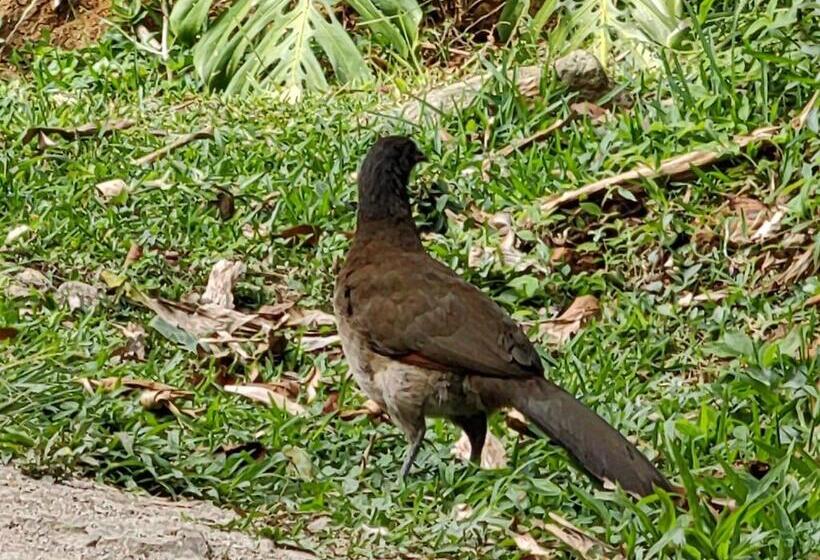 침실 1개 주택, Monteverde House