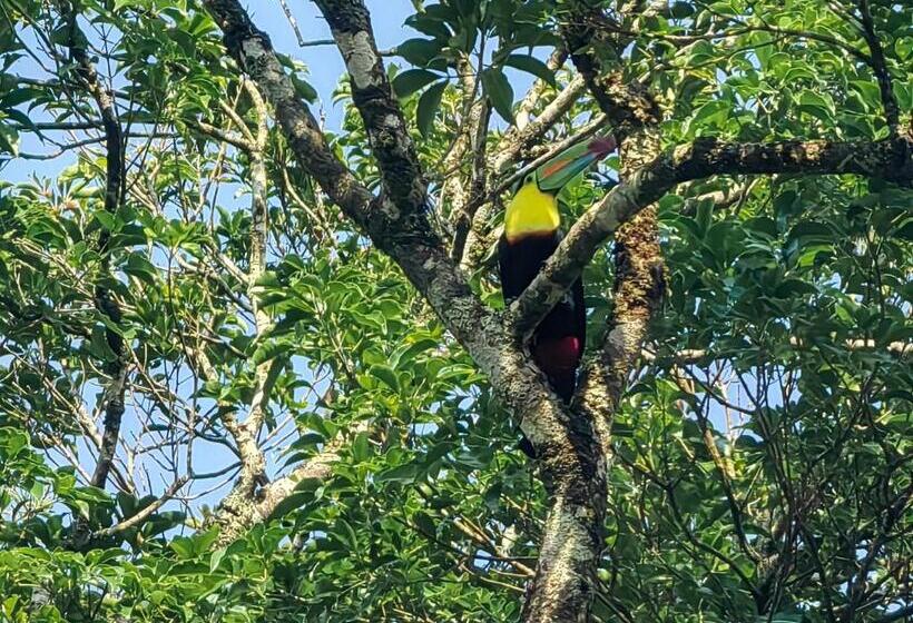 스탠다드 스튜디오 (전망), Monteverde House