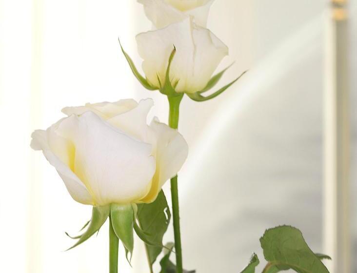 Номер Superior, Domicil Lebensart