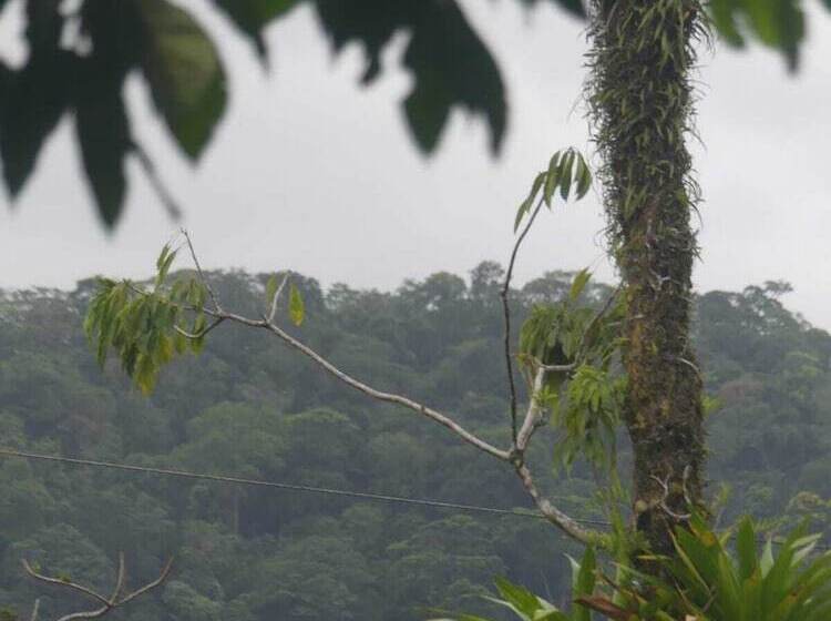 شقة غرفة واحدة مطلة على الحديقة, Kakao Lodge & Garden Río Celeste