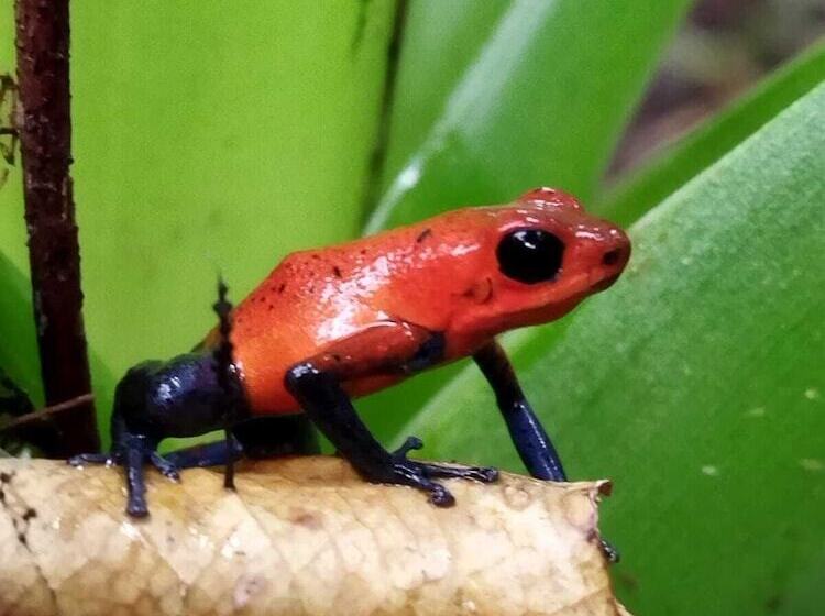 شقة غرفة واحدة مطلة على الحديقة, Kakao Lodge & Garden Río Celeste