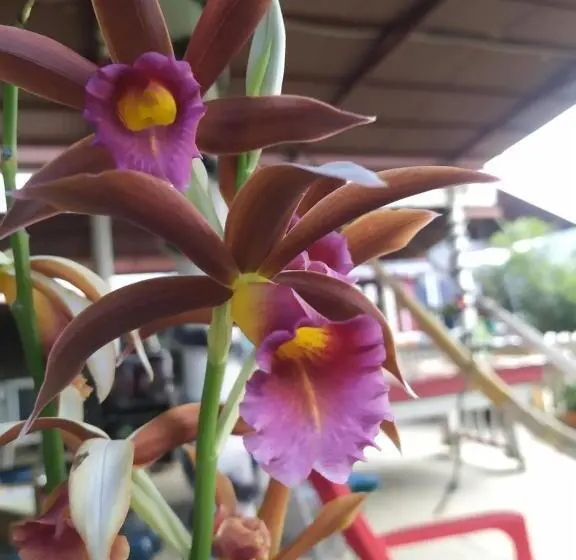 スタンダードルーム, Eco Aldea Topacio