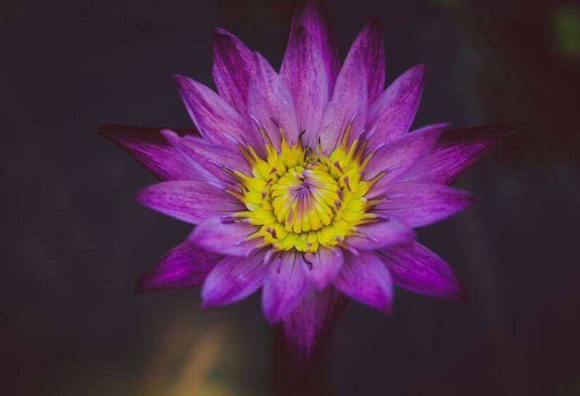 Вилла 1 Спальня, Koyao Bay Pavilions   Beach Resort And Pool Villas