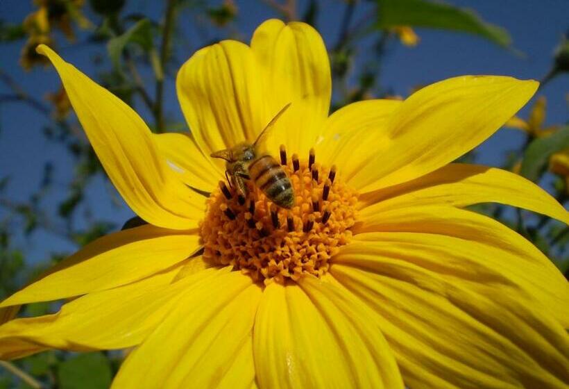 带共用浴室的标准房间, Circus Hostal Putbus