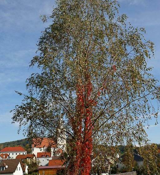 חדר סטנדרט, Krumbacherhof