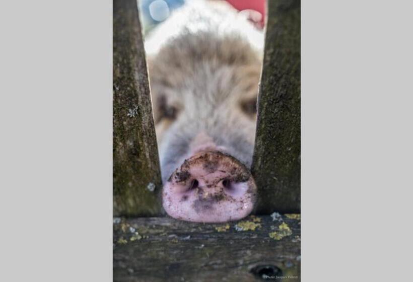 ２ベッドルームアパートメント, Uelis Stöckli Familienfreundliche Wohnung Auf Dem Bauernhof Mit Hotpot Und Alpakatrekking