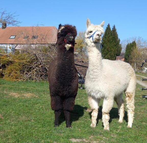 ２ベッドルームアパートメント, Uelis Stöckli Familienfreundliche Wohnung Auf Dem Bauernhof Mit Hotpot Und Alpakatrekking