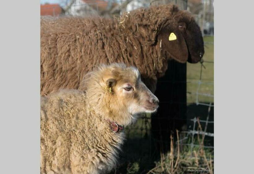 ２ベッドルームアパートメント, Uelis Stöckli Familienfreundliche Wohnung Auf Dem Bauernhof Mit Hotpot Und Alpakatrekking