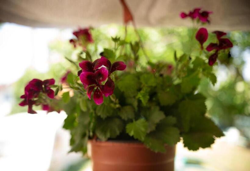 منزل غرفة نوم واحدة, Casa Dany