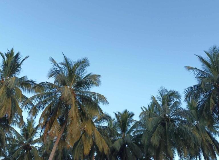 Standardstudio Trädgårdsutsikt, The Jungle House