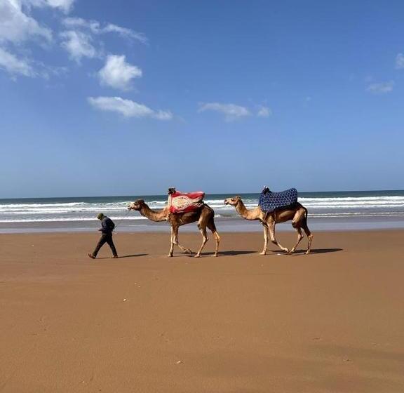 غرفة قياسية, Dar Surf