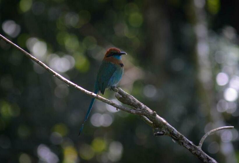 스탠다드 룸 호수 전망, La Ceiba Tree Lodge