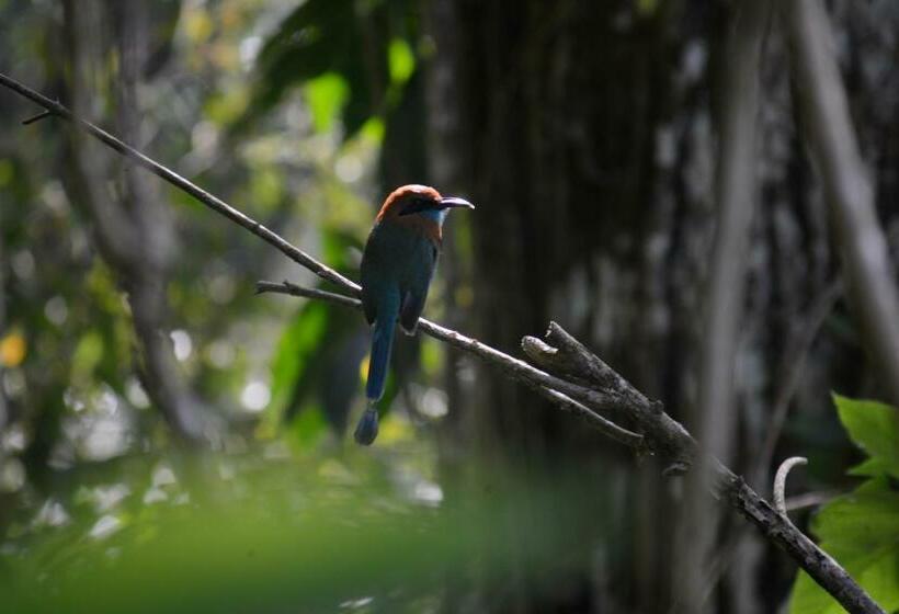 스탠다드 룸 호수 전망, La Ceiba Tree Lodge
