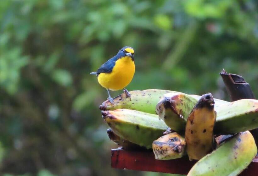 غرفة قياسية مطلّة علي البحيرة, La Ceiba Tree Lodge