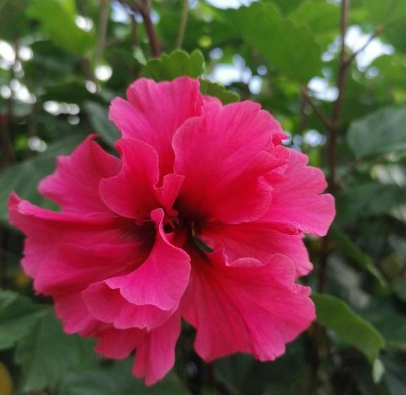 غرفة قياسية مطلّة علي البحيرة, La Ceiba Tree Lodge