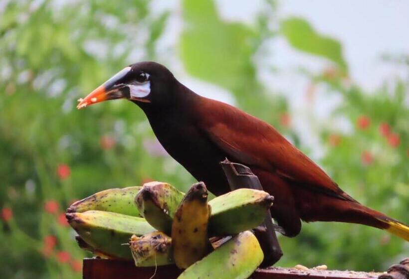 غرفة قياسية مطلّة علي البحيرة, La Ceiba Tree Lodge