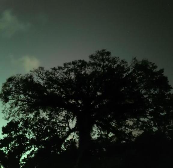 غرفة قياسية مطلّة علي البحيرة, La Ceiba Tree Lodge