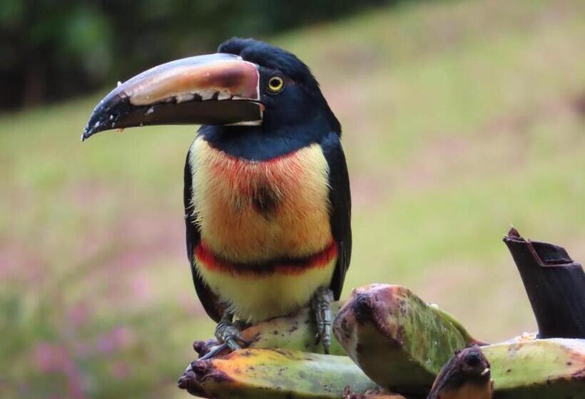 غرفة قياسية مطلّة علي البحيرة, La Ceiba Tree Lodge