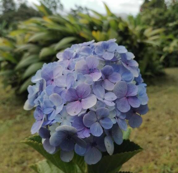 غرفة قياسية مطلّة علي البحيرة, La Ceiba Tree Lodge