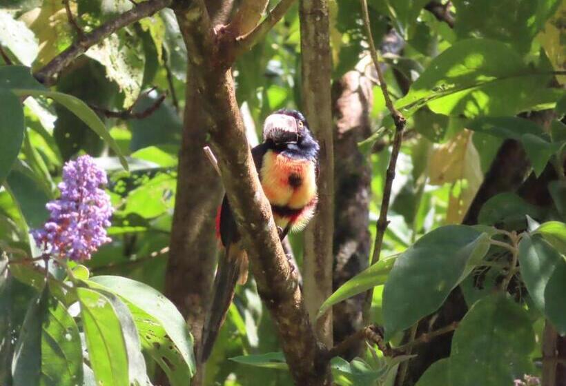 غرفة قياسية مطلّة علي البحيرة, La Ceiba Tree Lodge