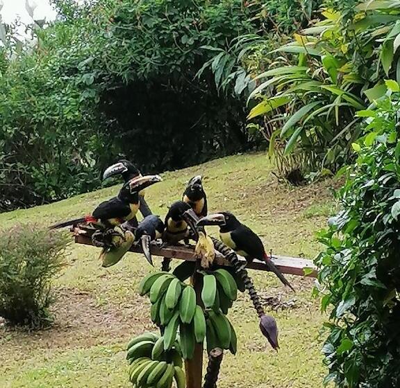 غرفة قياسية مطلّة علي البحيرة, La Ceiba Tree Lodge