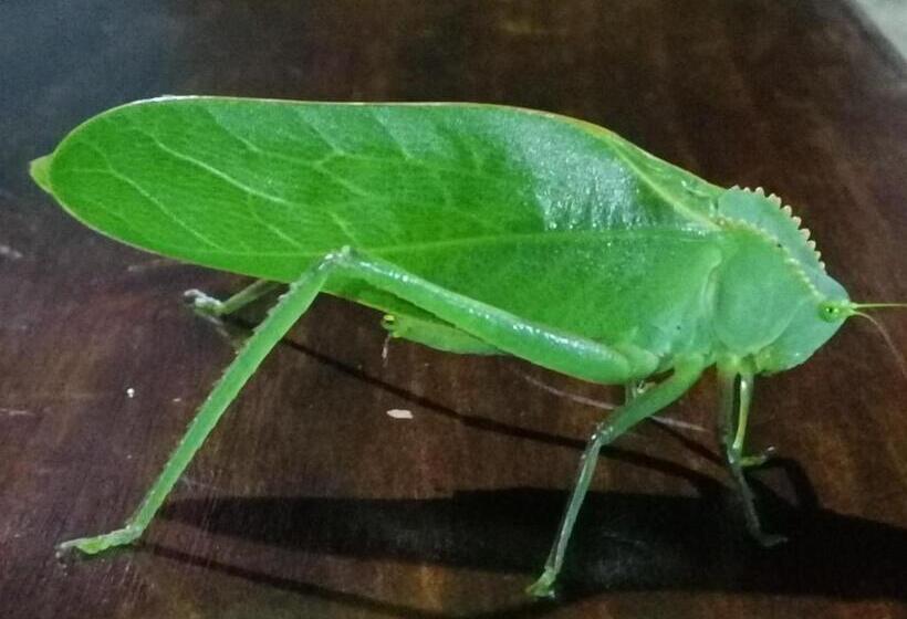 غرفة ديلوكس مطلة على البحيرة, La Ceiba Tree Lodge