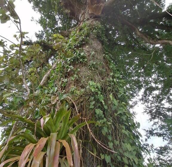 غرفة قياسية مطلّة علي البحيرة, La Ceiba Tree Lodge