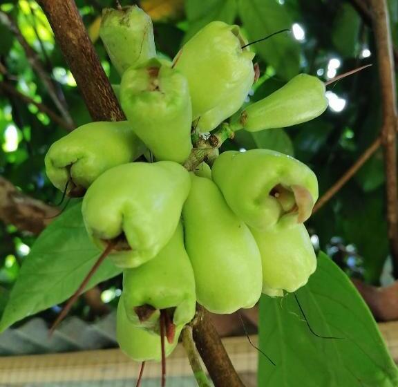 غرفة قياسية مطلّة علي البحيرة, La Ceiba Tree Lodge