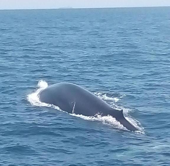 패밀리 룸 가든 전망, Margosa Guesthouse