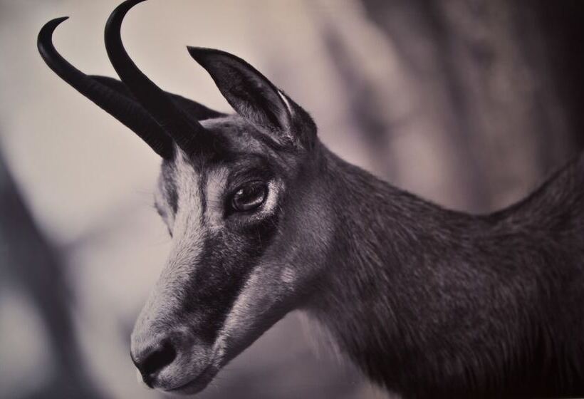 اتاق خانوادگی, Gamshof