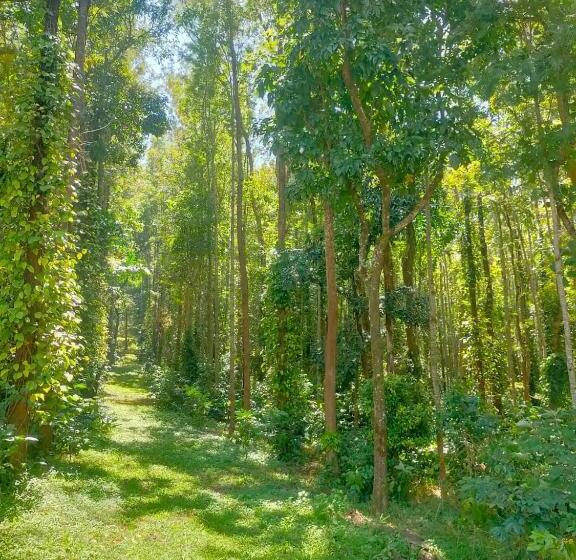 اتاق خانوادگی, Coffeeberry Hills Chikamagalur