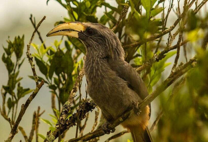 Standard Tent, Namasthe