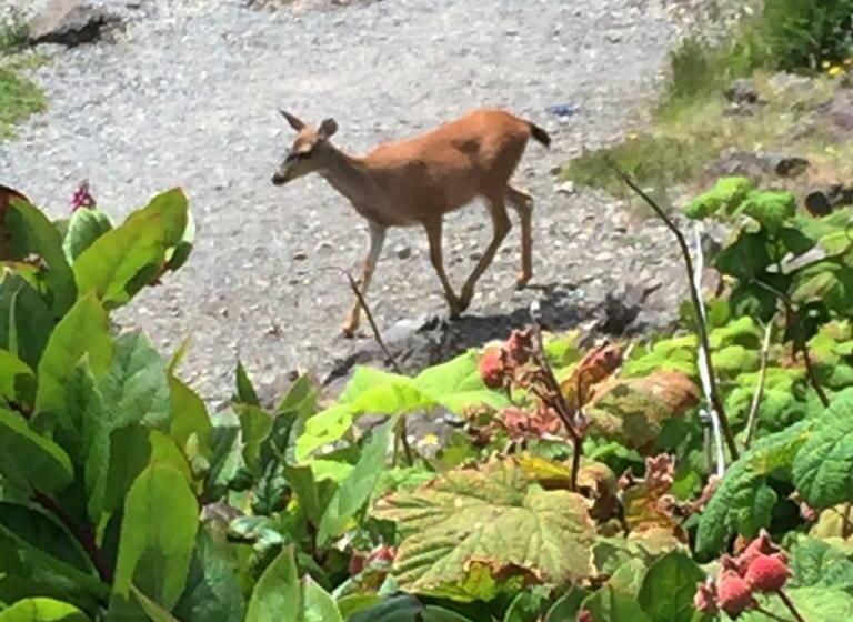 סוויטת 2 חדרי שינה, Melfort Bell Guest Suites