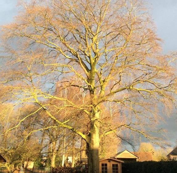 带1个卧室的公寓, Biotina