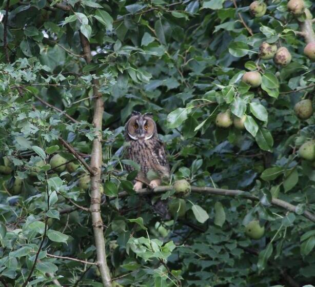 Standard Tent, Grytmanshoeve, Vakantiehuis Met Glamping