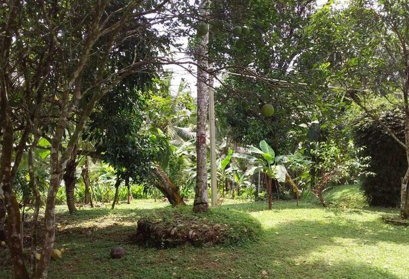 패밀리 스튜디오, Midland Hotel Rooms Kanampella