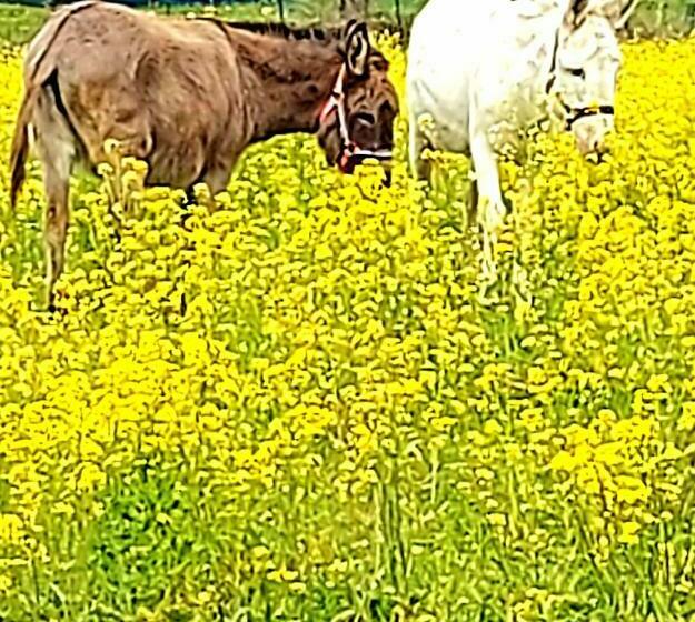 غرفة قياسية, Agriturismo Azienda Agricola Ferrari M.rita