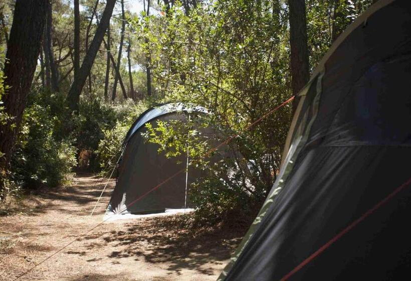 Standard Tent, Puntala Camp & Resort